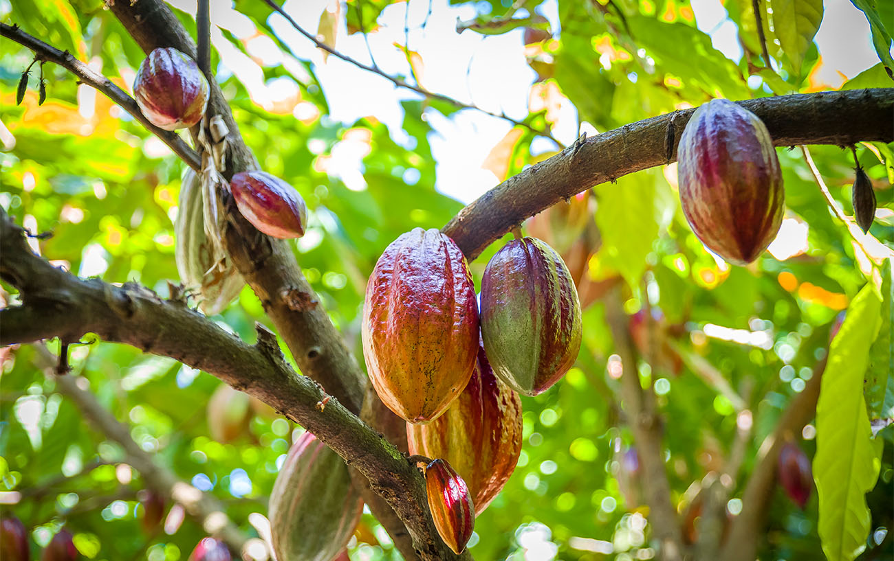 Piantagione Cacao Repubblica Dominicana